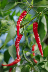 Organically homegrown 'Ring of Fire' cayenne peppers ripened to red on the vine - 525123160