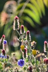 Blumen - Pflanzen - Natur - Grün - Rosen