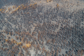 drone view of a burnt pine forest, climate change concept