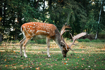 The European fallow deer (Dama dama) with large antlers grazes in the meadow near the forest.