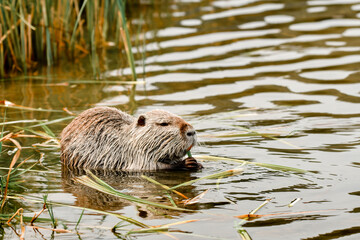 Nutria (Myocastor coypus) semi-aquatic, herbivorous rodent, the animal eats green grass leaves in the water at the lake shore.