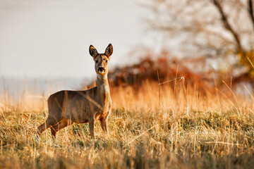 Young roe deer standing in the meadow looking out for dangers, view at sunset.