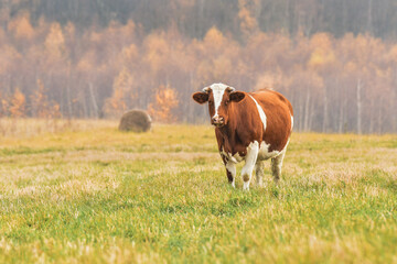 A brown and white dairy cow grazes in a meadow near the forest in the late afternoon.