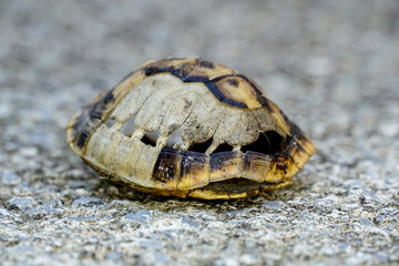 Obraz premium small empty turtle shell on cement background