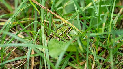 frogg in the grass in the morning