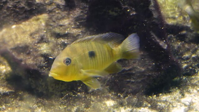 Paraguay eartheater (Gymnogeophagus balzanii) with mollies