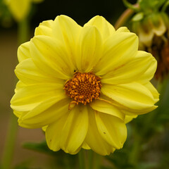 Beautiful close-up of a dahlia flower