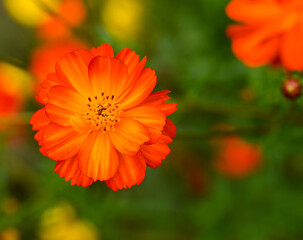 Beautiful close-up of cosmos sulphureus flower