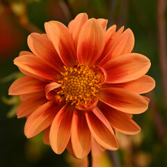 Beautiful close-up of an orange dahlia