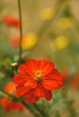 Beautiful close-up of cosmos sulphureus flower