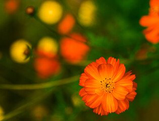 Beautiful close-up of cosmos sulphureus flower