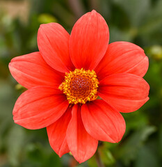 Close-up of a single-flowered dahlia
