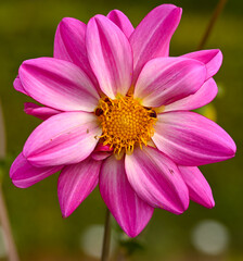 Beautiful close-up of a pink dahlia flower