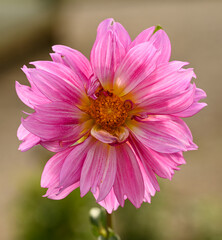 Obraz premium Beautiful close-up of a pink dahlia flower