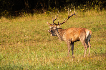 Red deer, cervus elaphus, roaring on grassland in fall rutting season.Territorial stag bellowing on meadow in autumn. Antlered mammal calling on pasture.