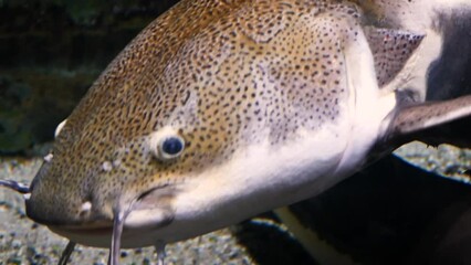 A large redtail catfish (Phractocephalus hemioliopterus) swimming