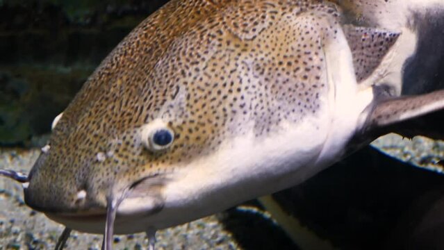 A large redtail catfish (Phractocephalus hemioliopterus) swimming