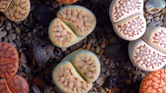 Mesembs (Lithops julii) South African plant from Namibia in the botanical collection of supersucculent plants