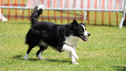 border collie playing