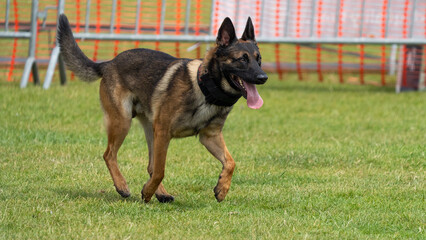 german shepherd dog