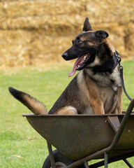 german shepherd dog sitting in a wheelbarrow