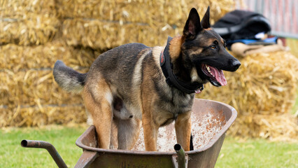 german shepherd dog sitting in a wheelbarrow