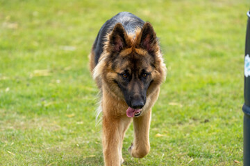 german shepherd dog on grass