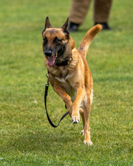 german shepherd dog on grass