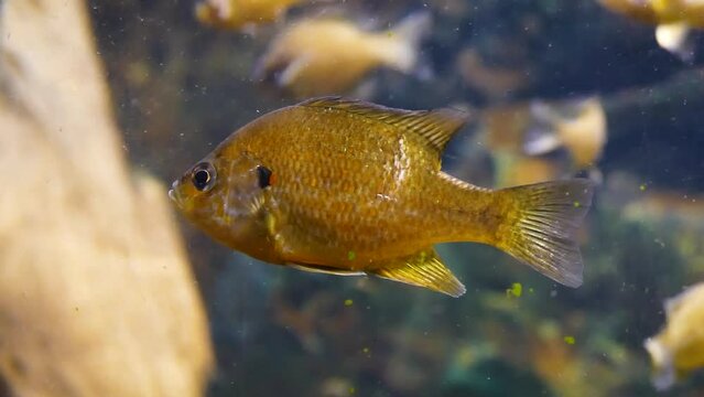 Pumpkinseed (Lepomis gibbosus) sunfish underwater