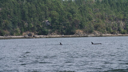 Orca, Killerwhale, Vancouver Island, Canada