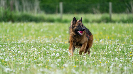 german shepherd portrait. german shepherd dog on the grass playing. King german shepherd