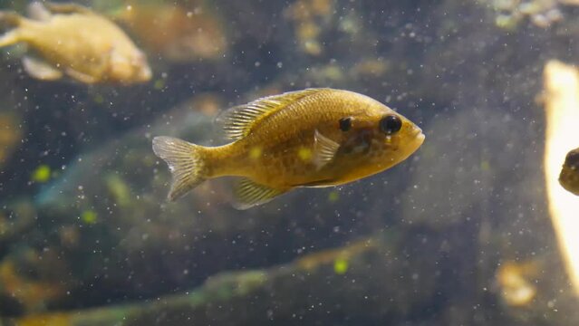 Pumpkinseed (Lepomis gibbosus) sunfish underwater