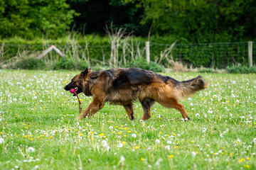 german shepherd portrait. german shepherd dog on the grass playing. King german shepherd