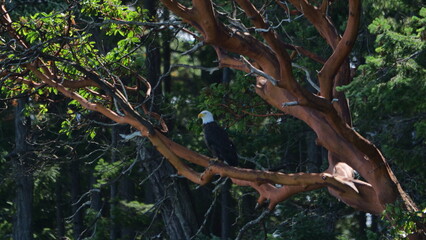 Bald Eagle, Vancouver Island, Canada