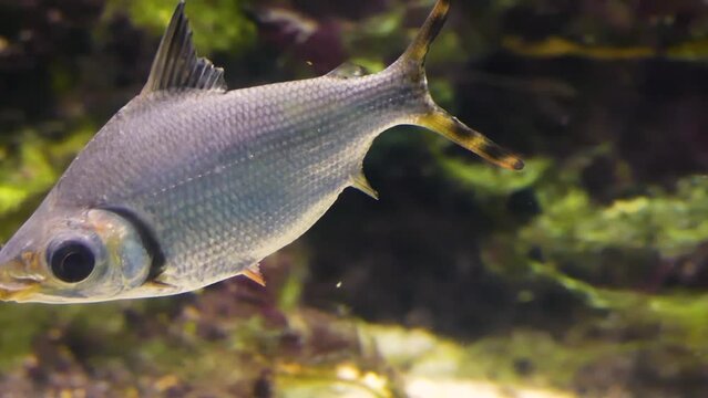 A diseased kissing prochilodus (Semaprochilodus insignis) showing signs of fin rot
