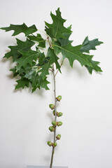 acorns on a tree branch