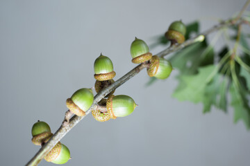 Fototapeta premium acorns on a tree branch