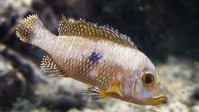 A very diseased pearl cichlid (Geophagus brasiliensis) showing signs of fungal infection and fin rot