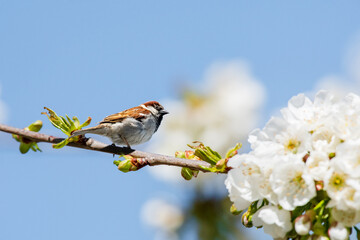House Sparrow (Passer Domesticus) A small bird with brown gray plumage sits on a branch between flourished white flowers, sunny summer day.