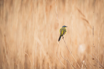 Western Yellow Wagtail - Motacilla flava - A small bird with yellow plumage sits on dry reed among the brush.