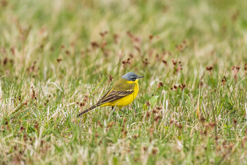 Western yellow wagtail (Motacilla flava) is a small bird with yellow plumage and a gray-blue head. The bird is walking on the grass and looking for insects to eat.