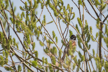 Common reed bunting (Schoeniclus schoeniclus) male a small bird with a black head, brown wings and a light belly, sitting hidden between blooming green young tree branches, sunny day.