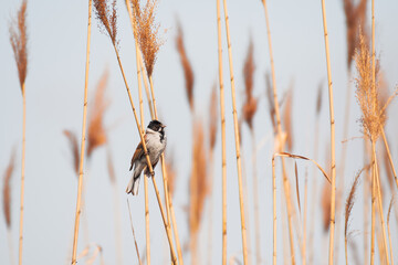Obraz premium Common reed bunting (Schoeniclus schoeniclus) a male small bird with a black head, brown wings and a light belly, sits on a reed and sings on a sunny day.