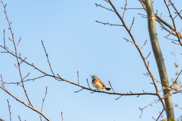 Bluethroat - Luscinia svecica - A small male migratory bird in a colorful mating robe, sitting on a tree branch on a sunny day.