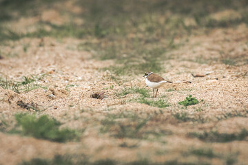 Little ringed plover - Charadrius dubius - a small bird with brown wings and a white belly, it walks on sand with fine vegetation on a summer day.