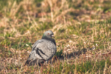 Rock dove - Columba livia - a popular medium-sized bird with grayish plumage sits on the green grass and rests on a sunny summer day.