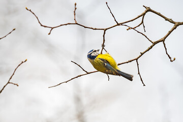 Naklejka premium Eurasian blue tit - Cyanistes caeruleus - a small colorful bird with a yellow belly and bluish wings, sitting on a young tree branch looking for food.