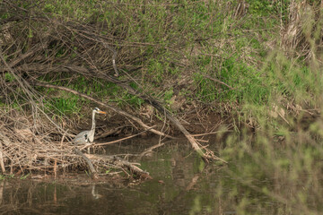 Gray heron (Ardea cinerea) a large water bird, a male in a mating coat with black-gray plumage and a long yellow sharp beak, the bird wades in the water by the river bank.