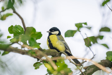 Great tit (Parus major) A small bird with colorful plumage. The bird sits on a tree branch in the shade.