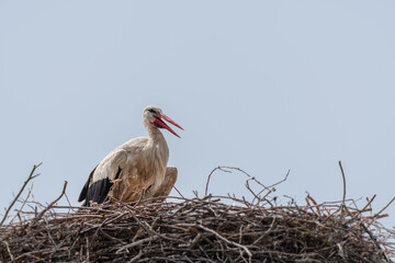 White stork (Ciconia ciconia) - a large wading bird with a long red beak sits in a large nest. The nest is made of branches.
